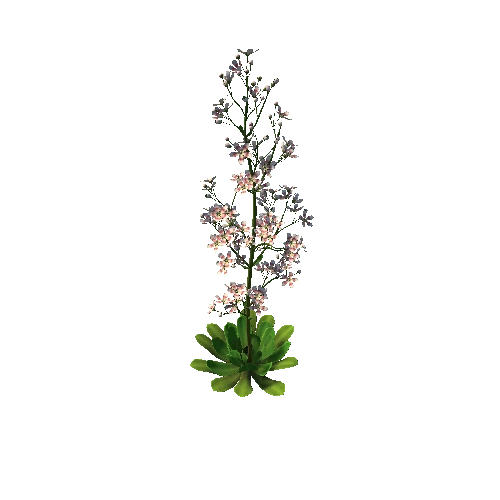 FLower_Saxifraga stolonifera2